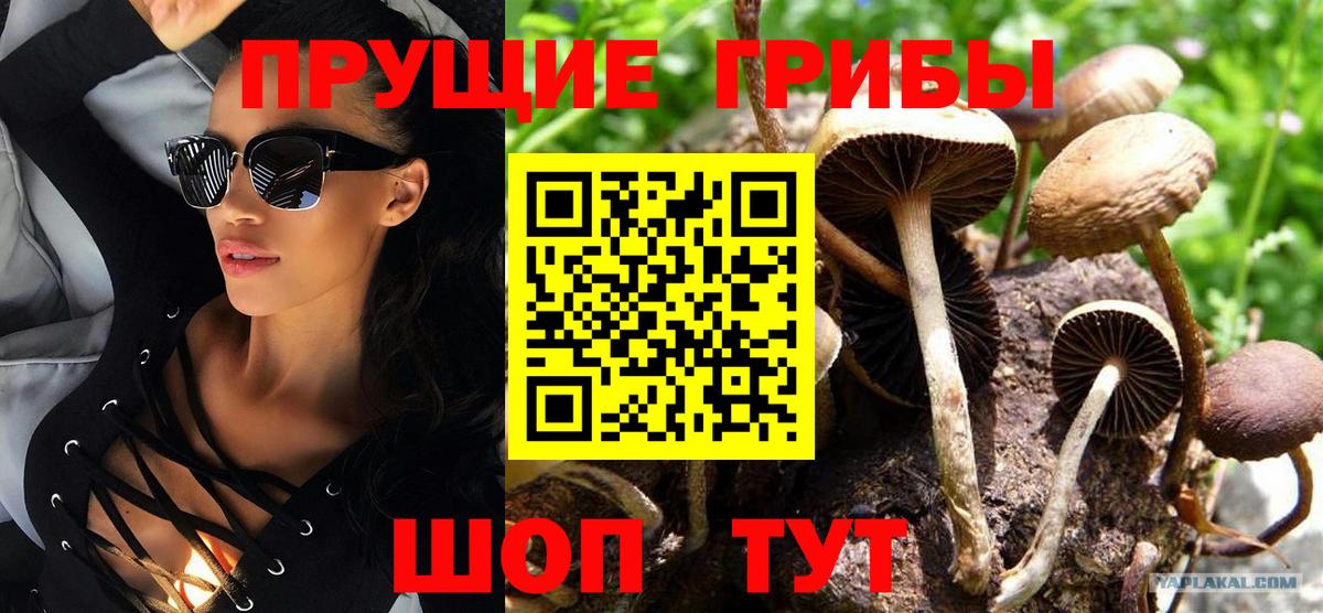 Псилоцибиновые грибы Cubensis  Псилоцибиновые грибы мицелий  Вход с VPN  Канск 